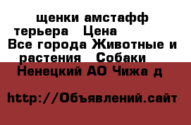 щенки амстафф терьера › Цена ­ 30 000 - Все города Животные и растения » Собаки   . Ненецкий АО,Чижа д.